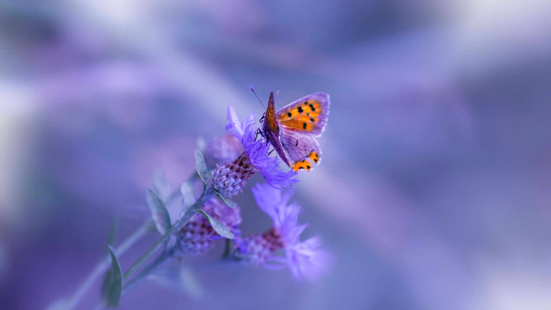 阴影中的刺客,凯尔特人绝境逢生,小贾伦的致命一击冰封篮网