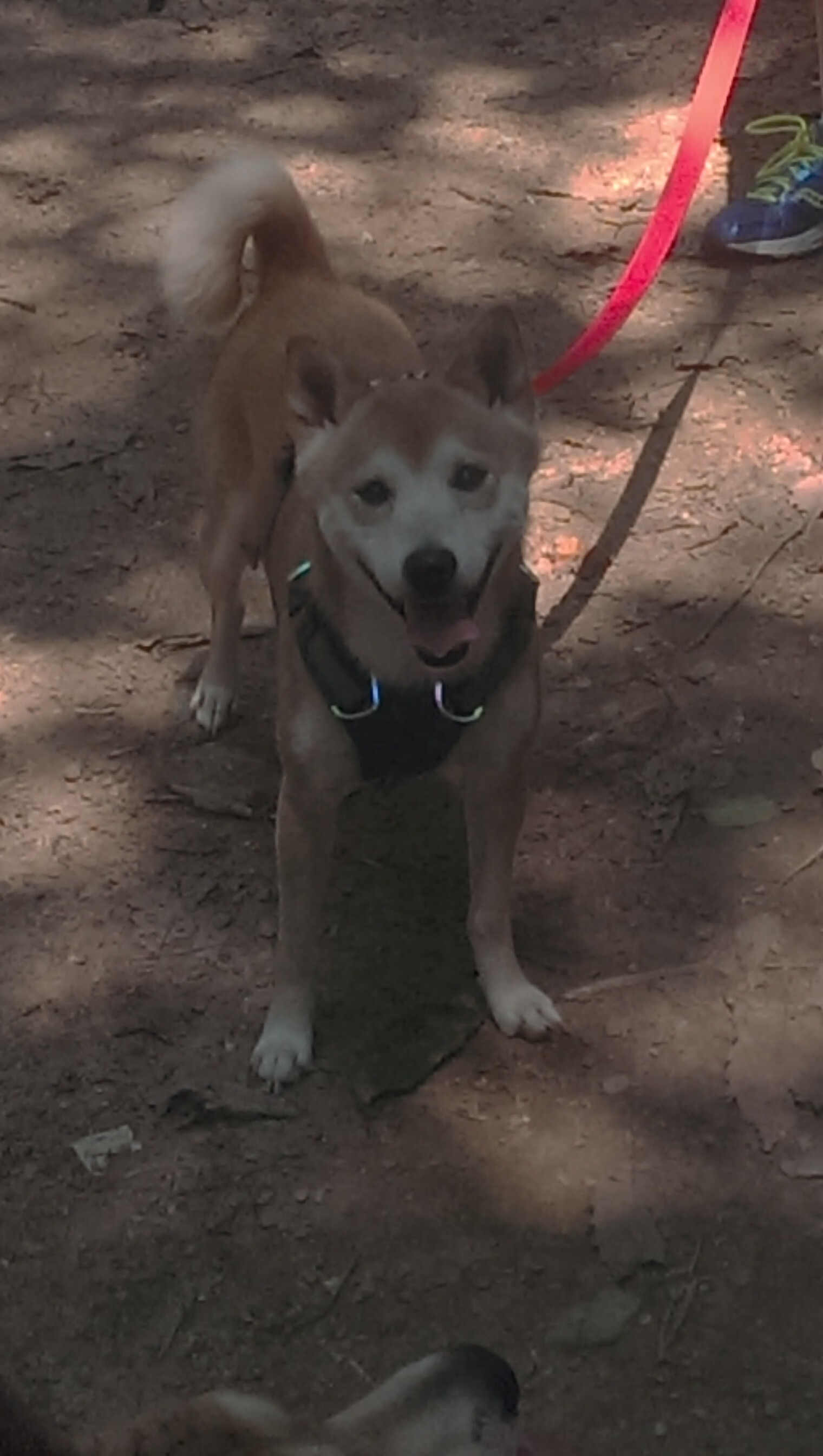 当三分射手站上点球点—克莱·汤普森的欧冠奇幻夜