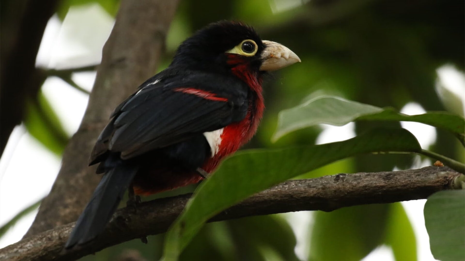 宿敌的终章与新王当立，骑士压哨绝杀勇士，浓眉季后赛接管比赛