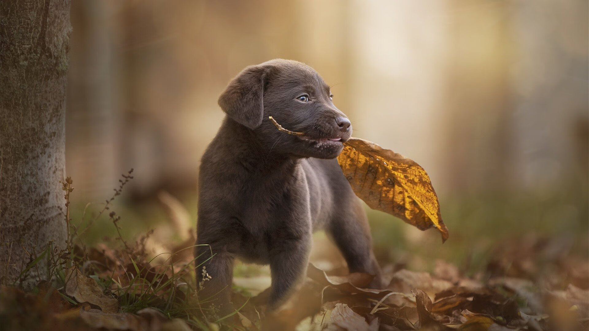 攻防启示录，戈贝尔的隐形王冠与太阳灼热之路