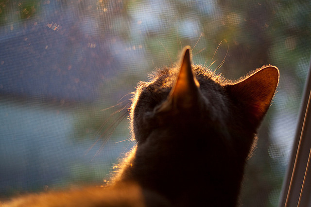 排位绞杀战，尼克斯硬仗取胜背后的锡伯杜铁血哲学