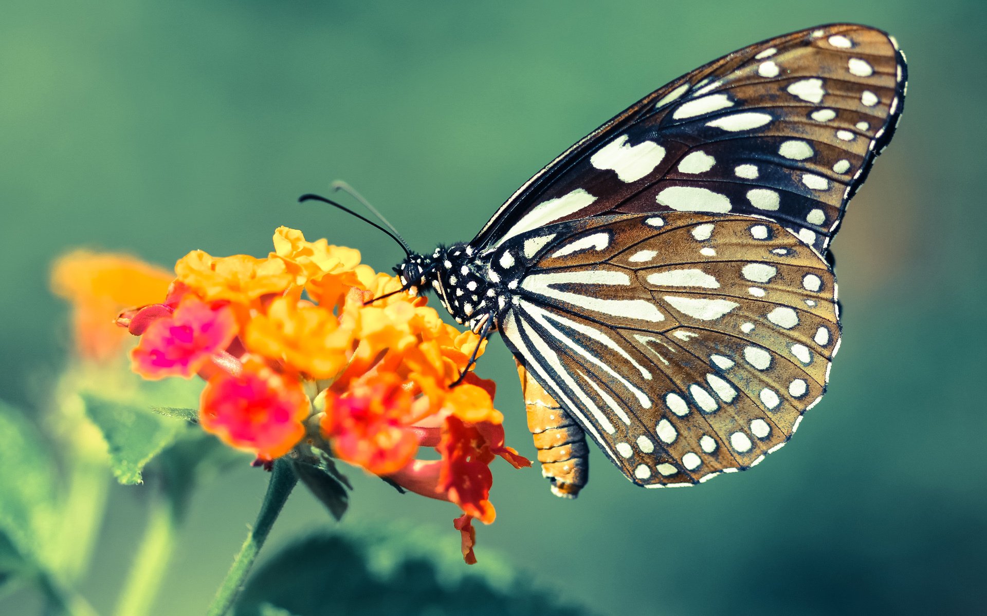 美加墨世界杯之夜,9.5分的亚洲灯塔,富安健洋如何以沉默哲学统治赛场?