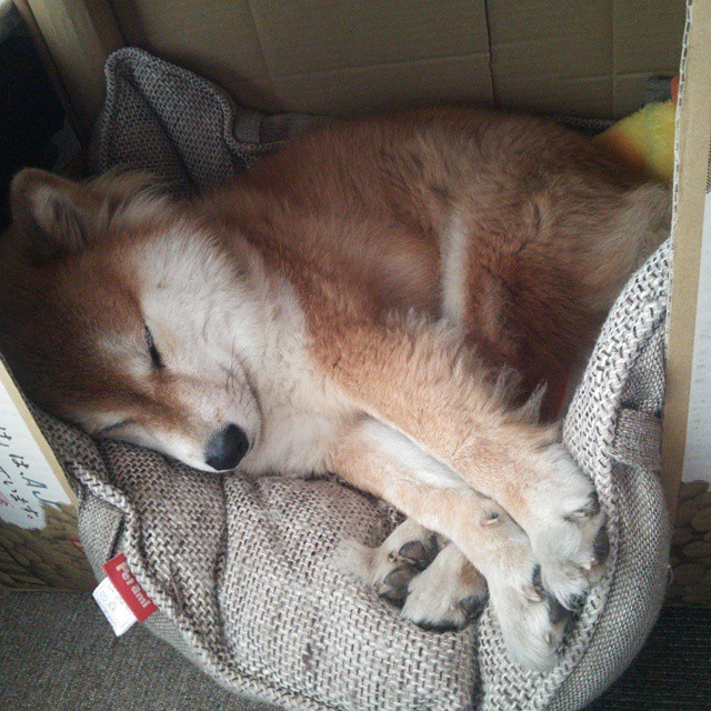 从丹佛到五棵松，一场篮球的中美对话，福克斯如何亲手为掘金改写传说？