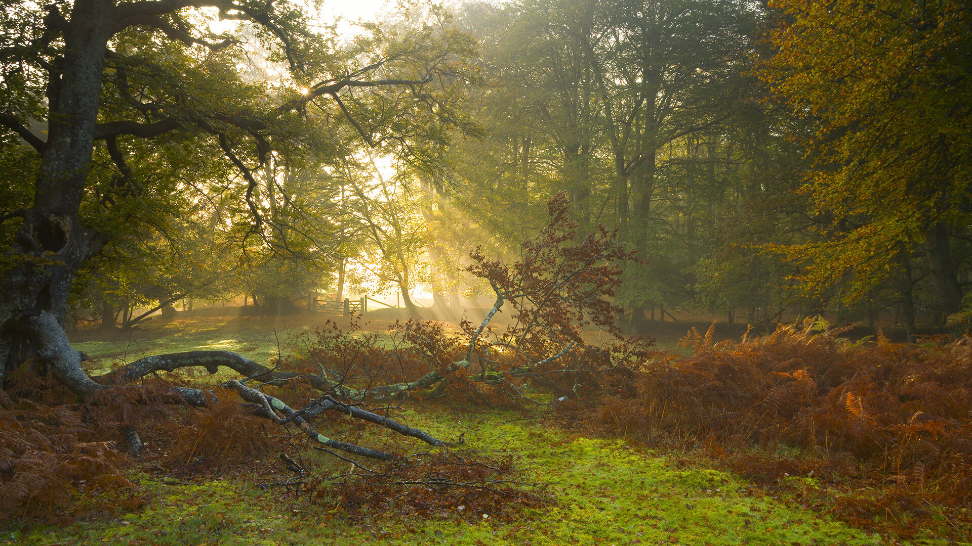 跨界奇迹,阿尔及利亚足球的坚韧与阿拉巴的NBA梦幻统治