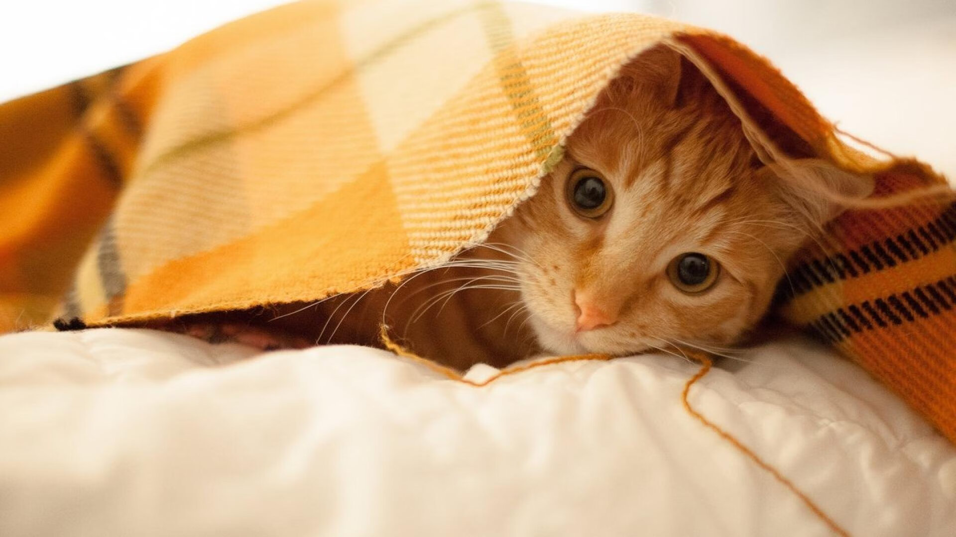 平行战场的弱者叙事，突尼斯的外交沉静与奥亚尔萨瓦尔的致命接管