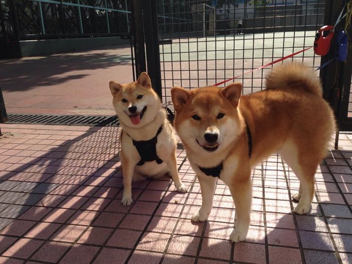 欧冠战场启示录，狼群战术如何在篮球场冲垮钢铁堡垒