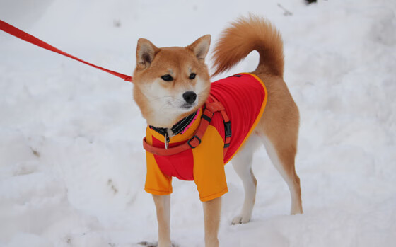 孤胆英雄与钢铁洪流,英格拉姆如何以一人之力对抗整个广厦体系