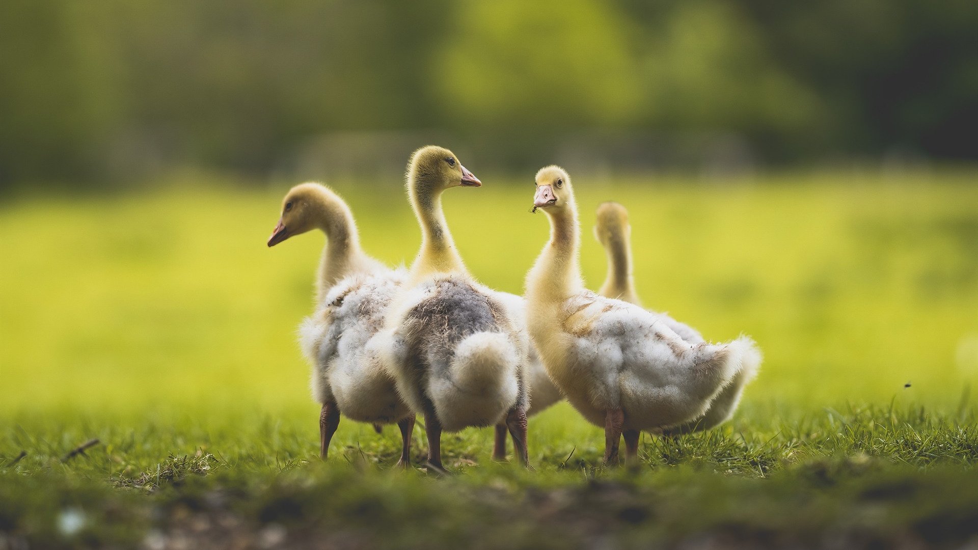 冷血绝杀!切特轰41+17打碎质疑,波波维奇场边点头