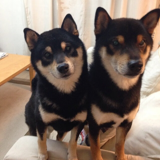 库里,魔术师般的轻取,以冷血三分将掘金推入沉默的深渊