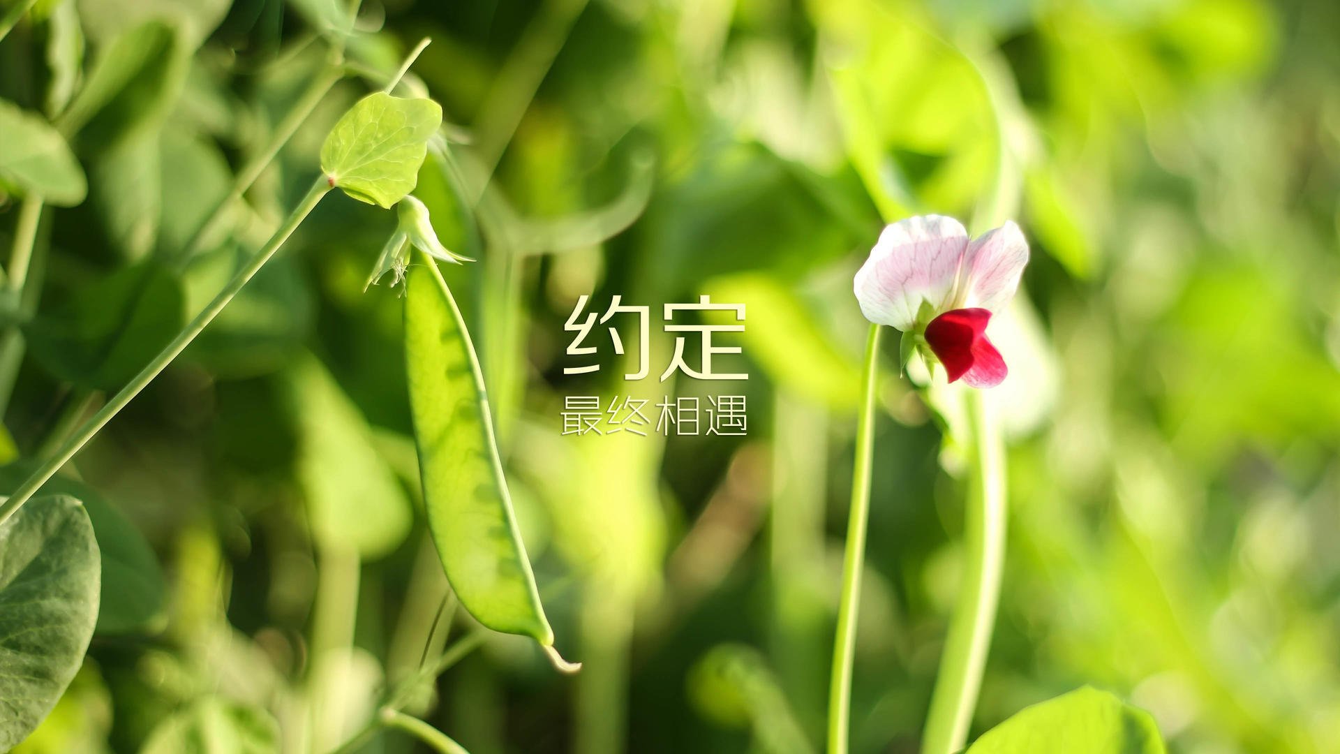 迦太基雄鹰的绝地反击，卢卡库铁血统治，德意志战车在沙漠折戟—2026世界杯C组死亡之组的生死启示录